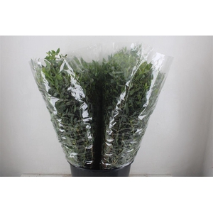 Euca Parvifolia 200gr P Bunch