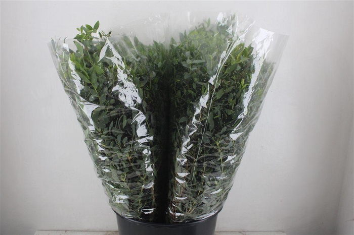 <h4>Euca Parvifolia 200gr P Bunch</h4>