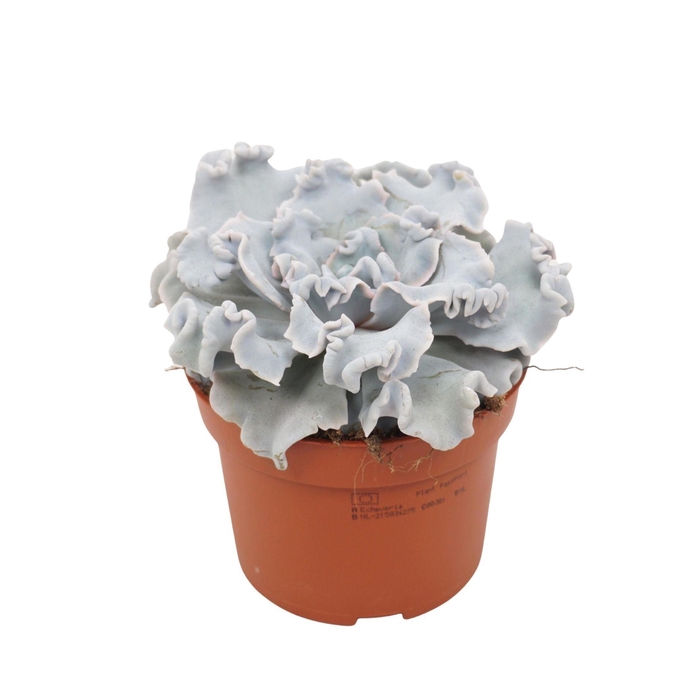 <h4>Echeveria</h4>