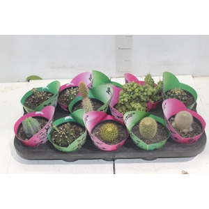 CACTUS RAIZ PROPRIA P11