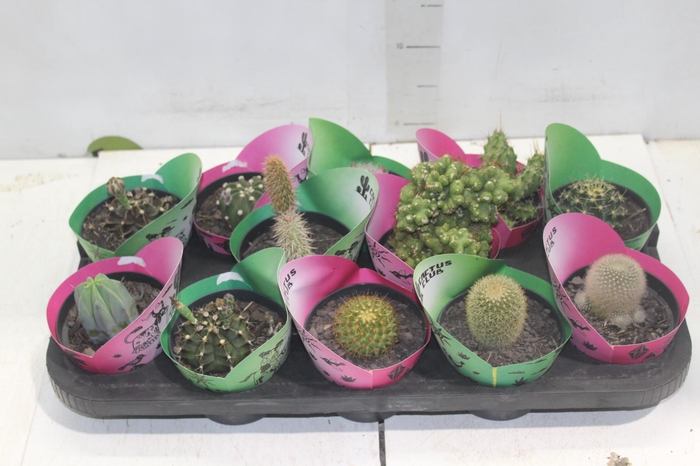 <h4>CACTUS RAIZ PROPRIA P11</h4>