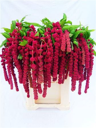 <h4>Amaranthus Caudatus Rosary</h4>