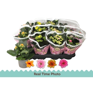 KAL GE GEM TWEEKL BL