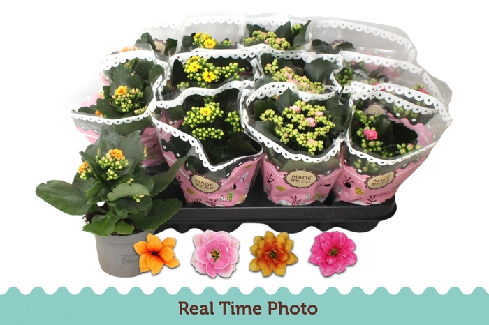 <h4>KAL GE GEM TWEEKL BL</h4>