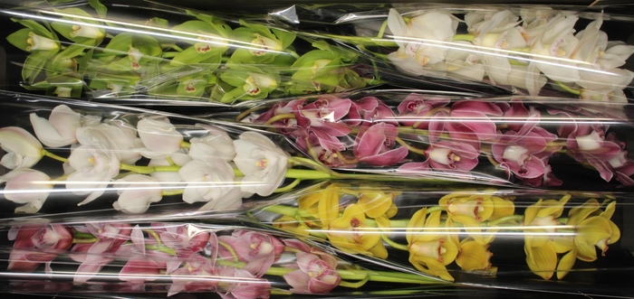 <h4>80 cm gemengd</h4>