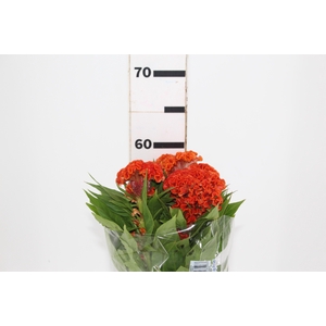 CELOSIA PERSIMMON CHIEF 060 CM LARANJA