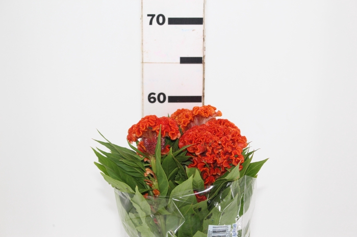 <h4>CELOSIA PERSIMMON CHIEF 060 CM LARANJA</h4>
