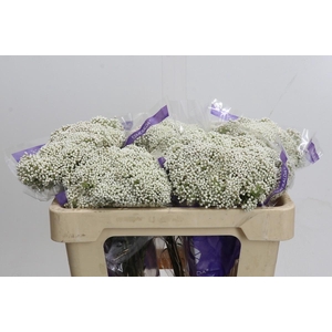 Ozothamnus Cooks Snow White