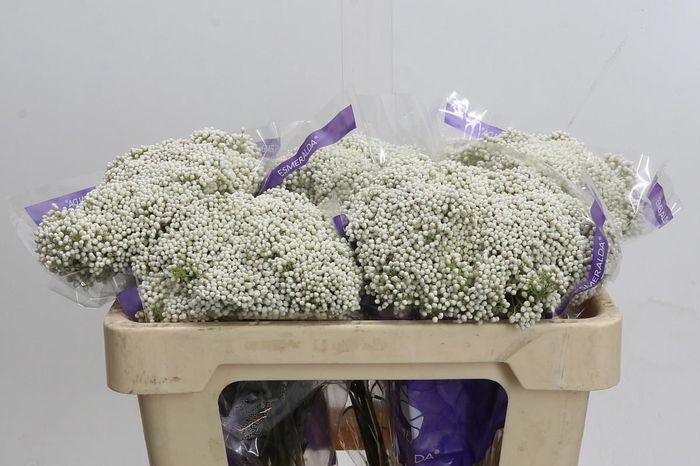 <h4>Ozothamnus Cooks Snow White</h4>