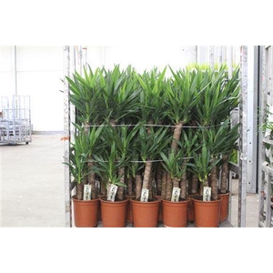 Yucca 75-45-20 Cm