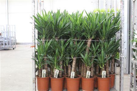 <h4>Yucca 75-45-20 Cm</h4>