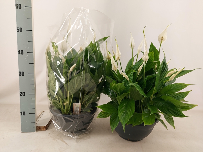 <h4>SPATH CHOPIN</h4>