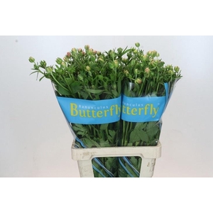 RANUNCULUS BUTTERFLY ERIS*