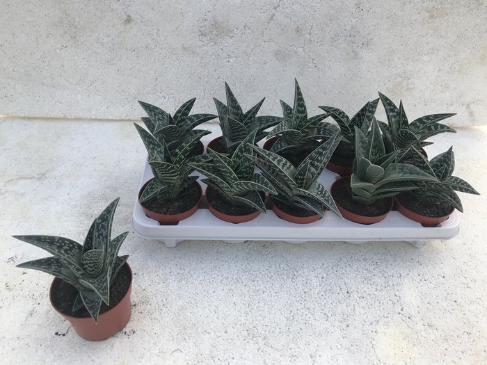 ALOE VARIEGATA