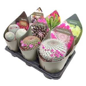 Cactus Gemengd Potcover