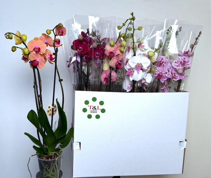 <h4>PHAL GEM 7 KL</h4>