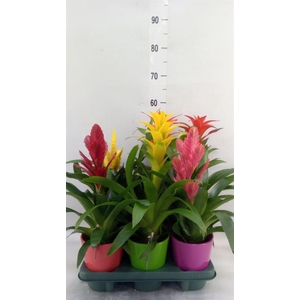 Bromelia   ...mix