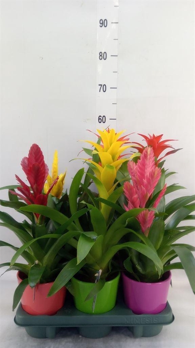 <h4>Bromelia   ...mix</h4>