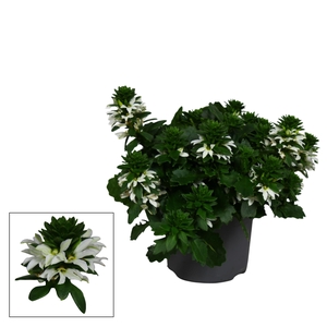 Scaevola White