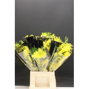 Mimosa Mirandole 200gr