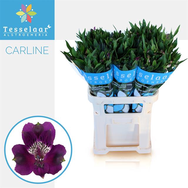 ALSTR CARLINE