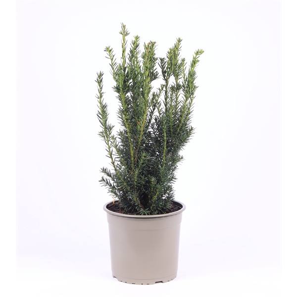 <h4>Taxus media 'Hillii'</h4>