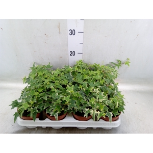 Hedera helix 'Mona Lisa'