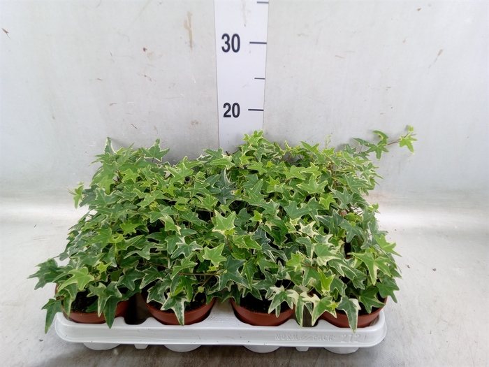 <h4>Hedera helix 'Mona Lisa'</h4>