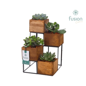 Tower hout met metaal met Succulenten