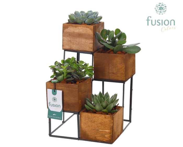 <h4>Tower hout met metaal met Succulenten</h4>