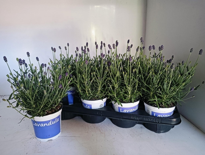 <h4>LAVAN AN HIDCOTE</h4>