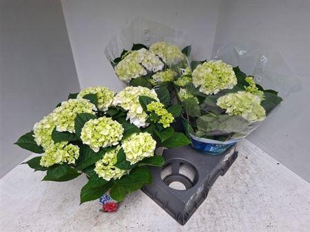 <h4>Hydr M Wudu</h4>