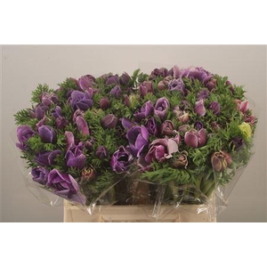 Anemone Mistral Cenere