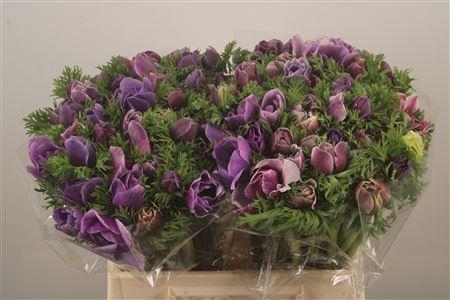 <h4>Anemone Mistral Cenere</h4>