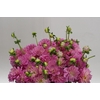 Dahlia (Decorative Grp) 'Pink Pop'