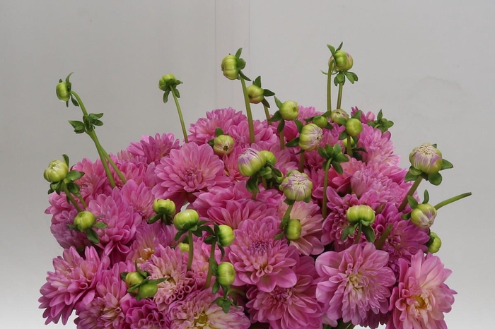 Dahlia (Decorative Grp) 'Pink Pop'