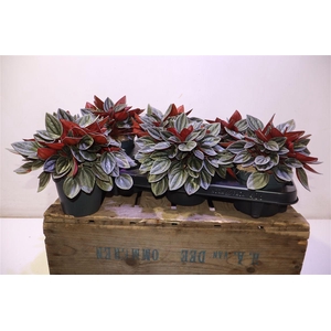 arr8 Pep Ca Santorini