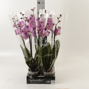 Phalaenopsis   ...rose
