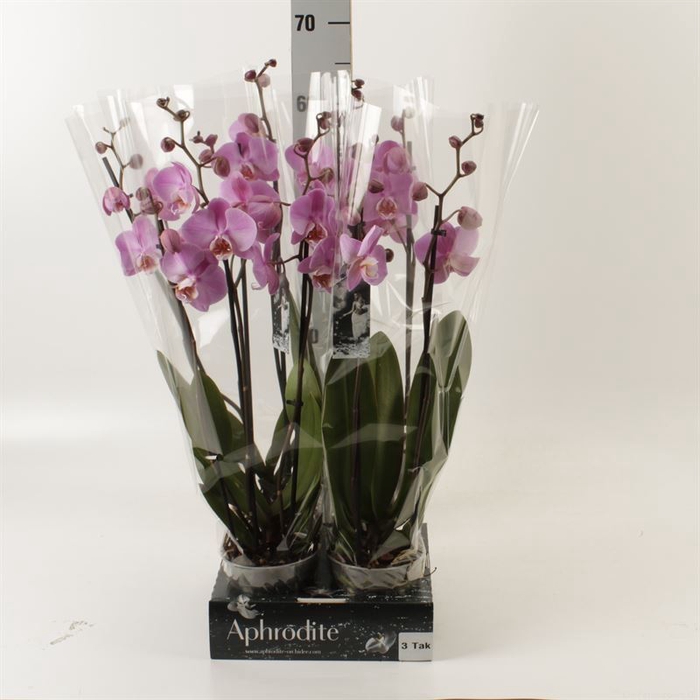 <h4>Phalaenopsis   ...rose</h4>