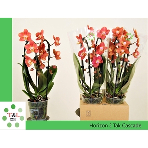 horizon cascade 2 tak