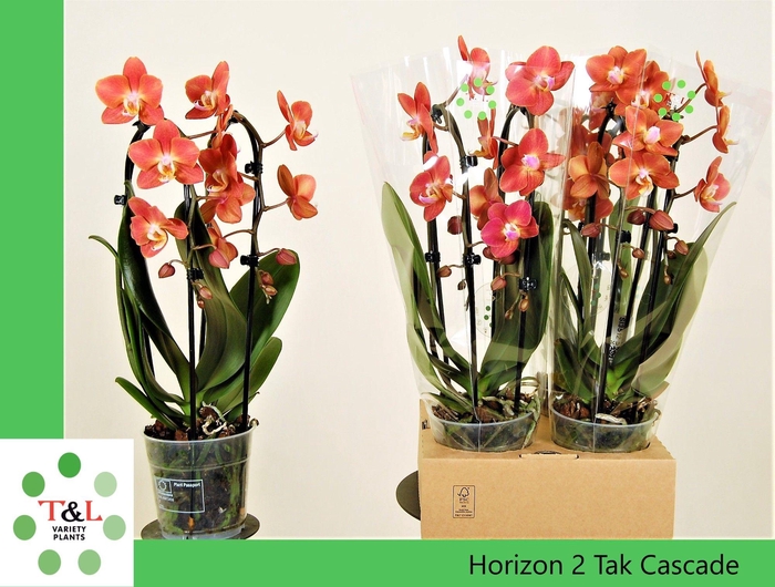 <h4>horizon cascade 2 tak</h4>