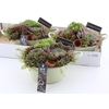 Arr Sempervivum In Zinken Kuip