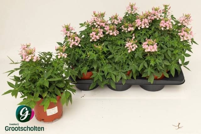 <h4>CLEOME</h4>