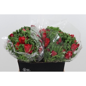 Anemone Galil Rood