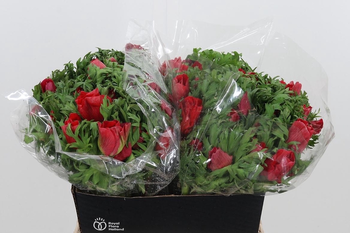 <h4>Anemone Galil Rood</h4>