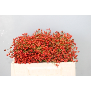 ROSA PRINSBERRY FIRE