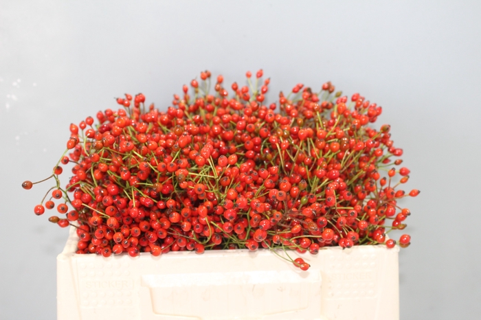 <h4>ROSA PRINSBERRY FIRE</h4>