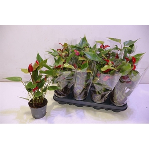 arr8 Anthu Banderola Lava