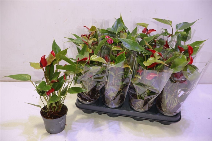 <h4>arr8 Anthu Banderola Lava</h4>