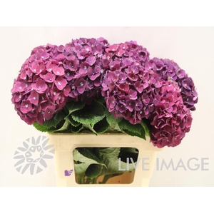 Hydrangea my mon amour purple